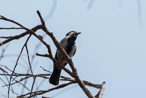 Miombo Tit (Melaniparus griseiventris), photo 5