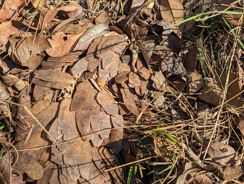 African White-bellied Pangolin