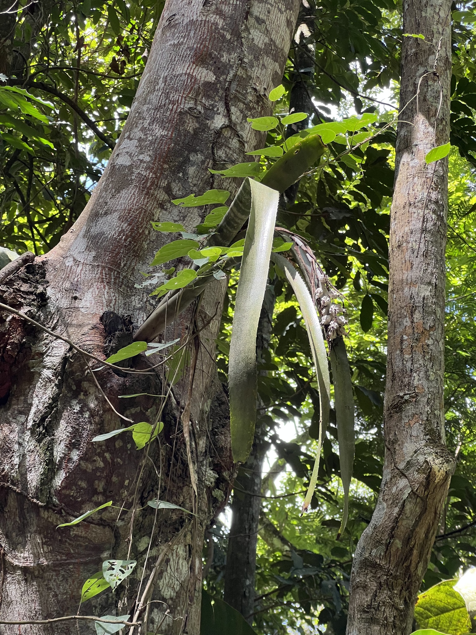 Imagem de Bilbergia-zebrina