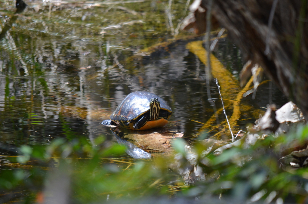 Florida Red-bellied Cooter