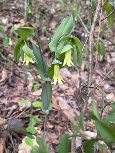 Foto de Uvularia