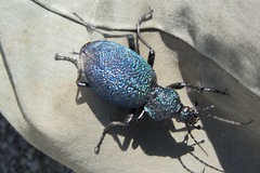Carabus scabrosus