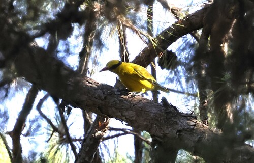 Slender-billed Oriole (Oriolus tenuirostris), photo 9