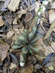 Tillandsia tricholepis