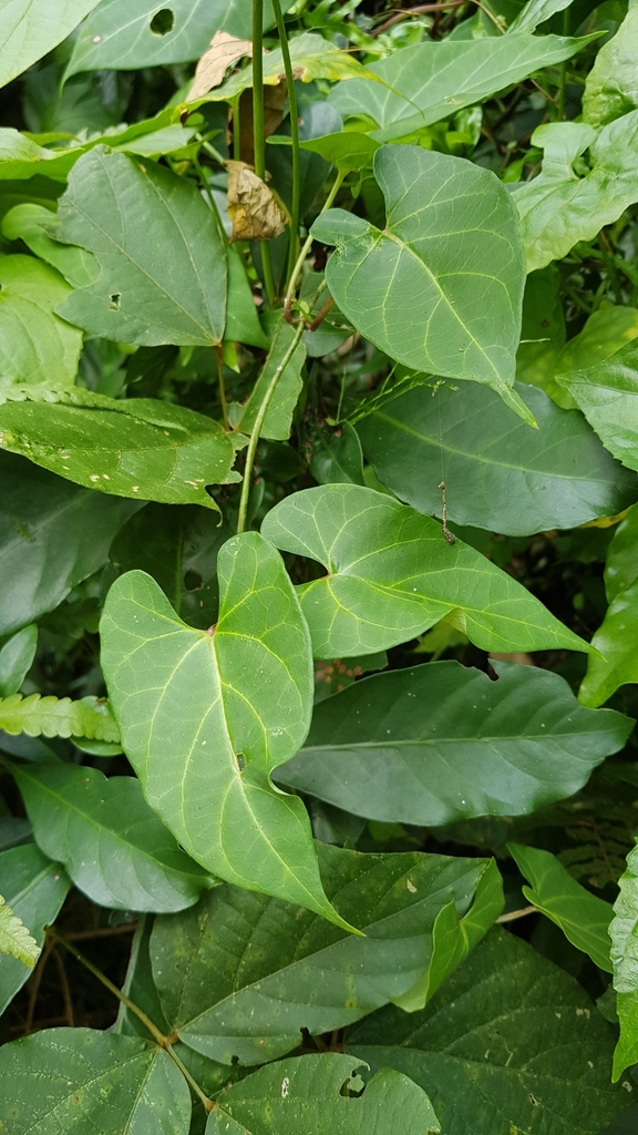 Cynanchum corymbosum (Cynanchum corymbosum)