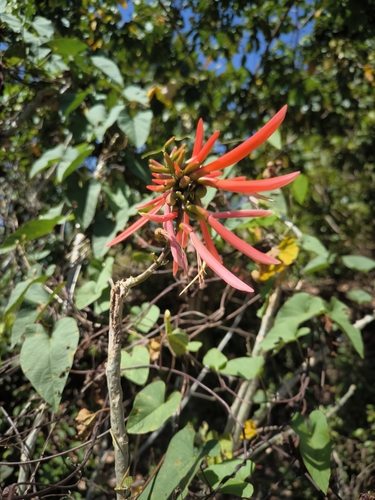 Erythrina berteroana, photograph 6