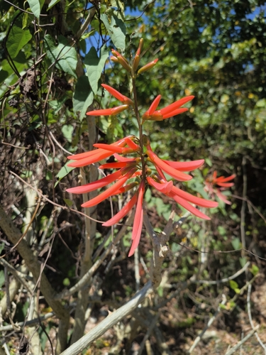 Erythrina berteroana, photograph 5