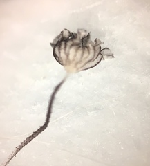 Coprinellus pellucidus