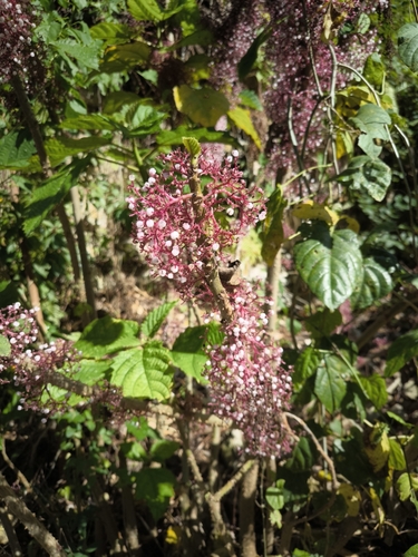 Image of Urera baccifera by (c) Brian Oakes Haiti Hunter, some rights reserved (CC BY)