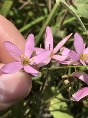 Sabatia brachiata