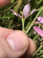 Sabatia brachiata