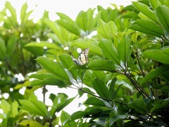 Polyura nepenthes