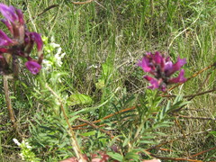Astragalus cornutus