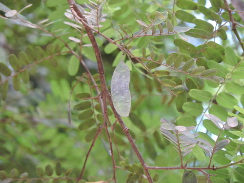 Dalbergia nigra, photograph 6