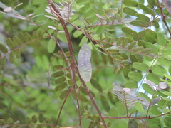 Dalbergia nigra, photograph (c) Fabrício Mil Homens Riella, some rights reserved (CC BY)