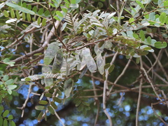 Dalbergia nigra, photograph (c) Fabrício Mil Homens Riella, some rights reserved (CC BY)