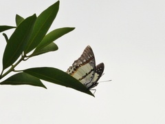 Polyura nepenthes