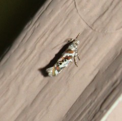 Aristotelia elegantella