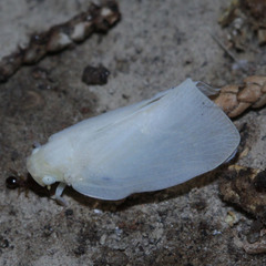 Flatidae
