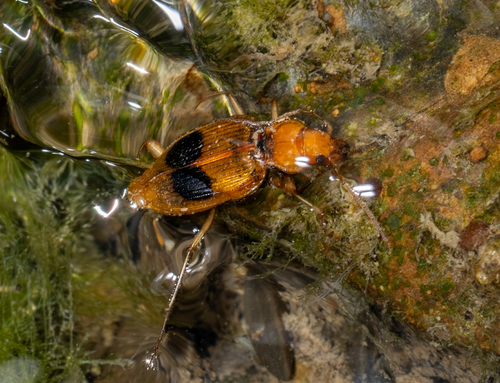 Nebria pulcherrima