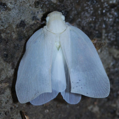 Flatidae