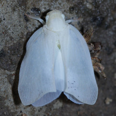 Flatidae