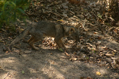 Lycalopex sechurae