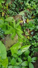 Aristolochia acuminata