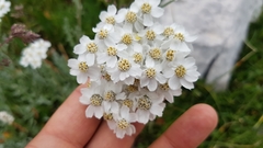 Achillea clavennae