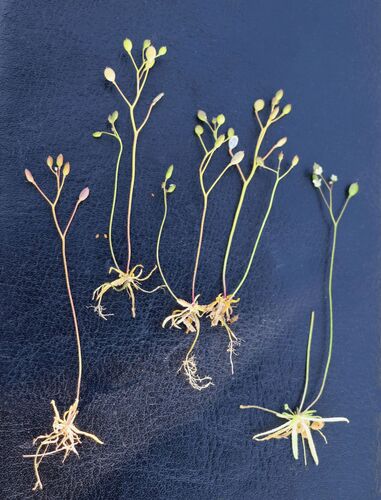 Draba minima