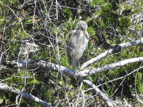 Black-crowned Night Heron photographed in Georgia