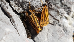 Setina aurita