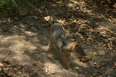 Lycalopex sechurae