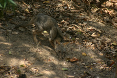 Lycalopex sechurae