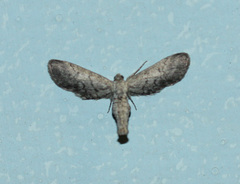 Geometridae