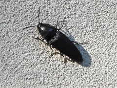 Parallelostethus attenuatus