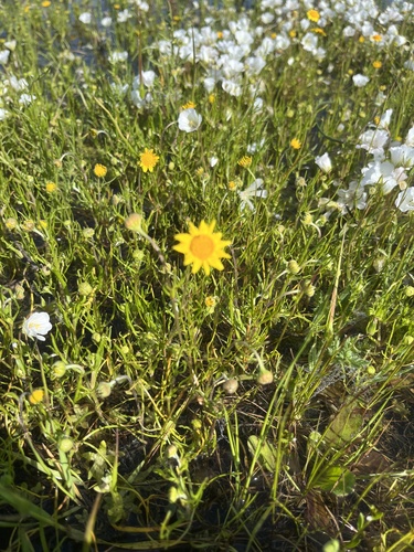 iNaturalist observation photo of Fremont's goldfields