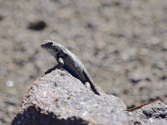 Sceloporus graciosus graciosus
