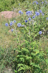 Echinops ritro ruthenicus