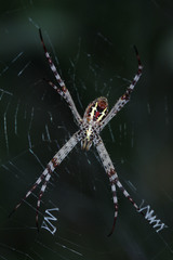 Argiope aemula