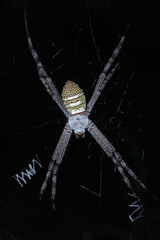 Argiope aemula