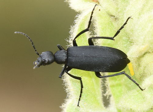 Black Blister Beetle