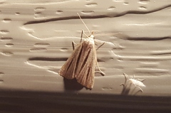 Macrochilo bivittata