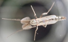 Chironomidae