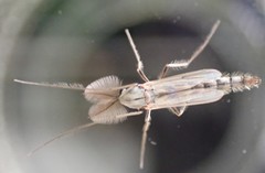 Chironomidae