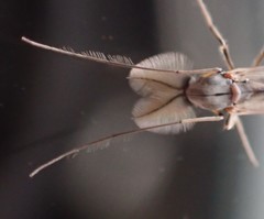 Chironomidae