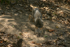 Lycalopex sechurae
