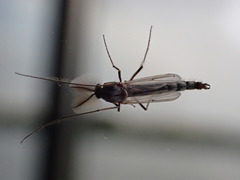 Chironomidae