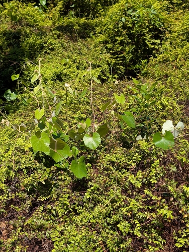 Image of Vitis shuttleworthii by (c) Scott Allen Davis, some rights reserved (CC BY)