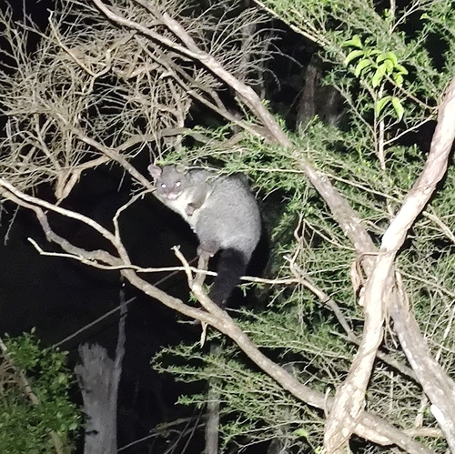 Mountain Brushtail Possum